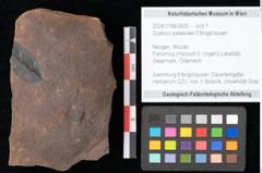 Foto (Objekt + Etikett) von Quercus palaeoilex Ettingshausen (NHMW-GEO-2024-0188-0820)